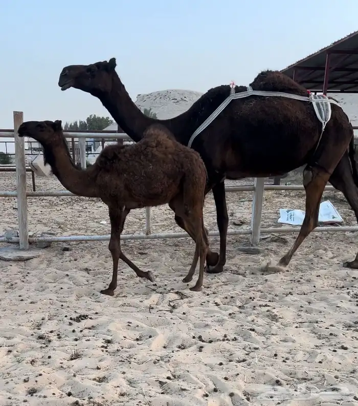للبيع خلفه تحتها بكره طيبه 0