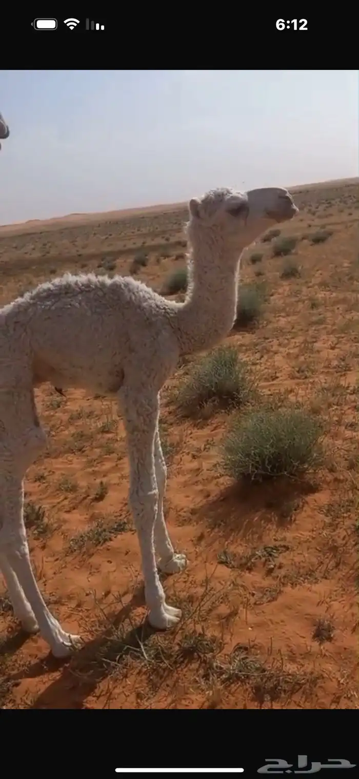 للبيع بكره مع خلفتها 2