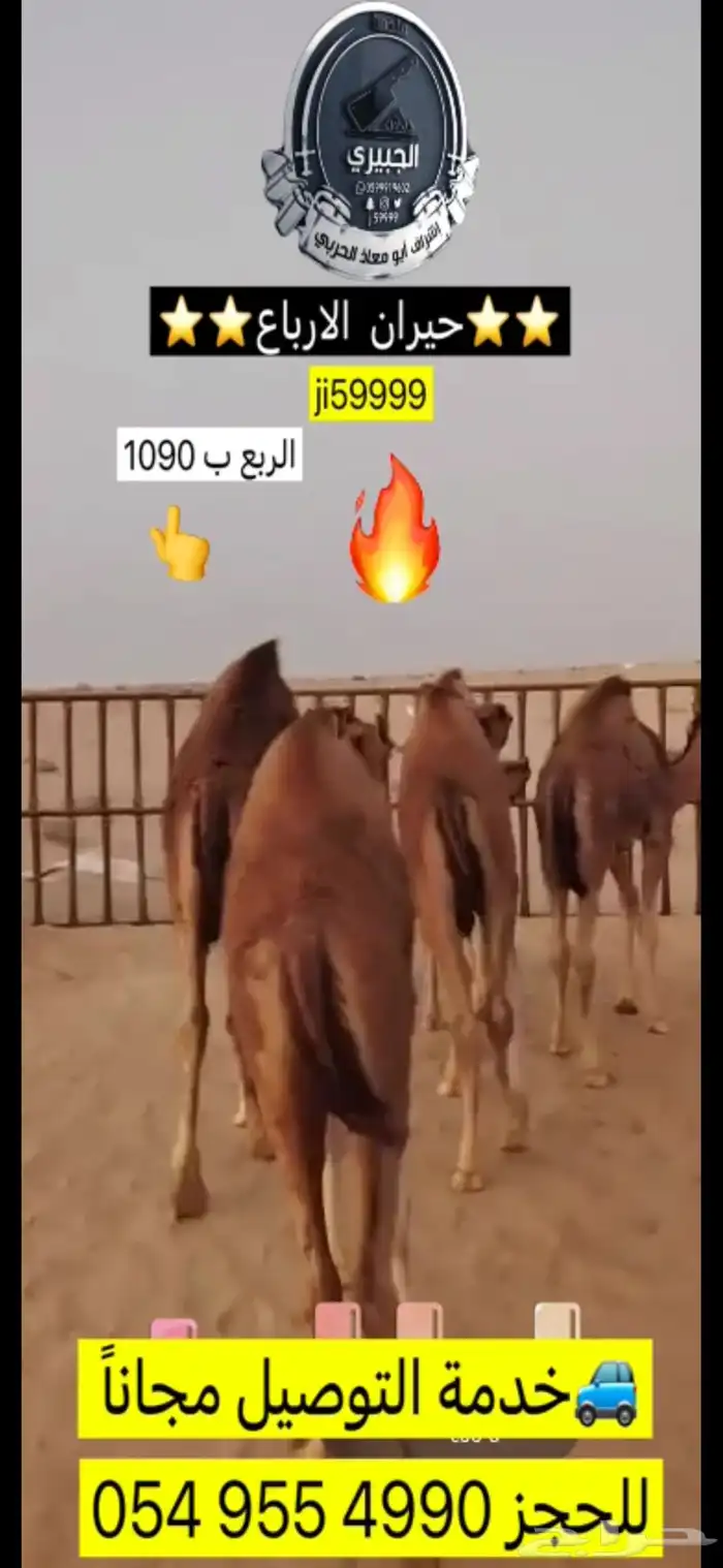 حوار حليب وحريات مناسبات وثلاجة 2