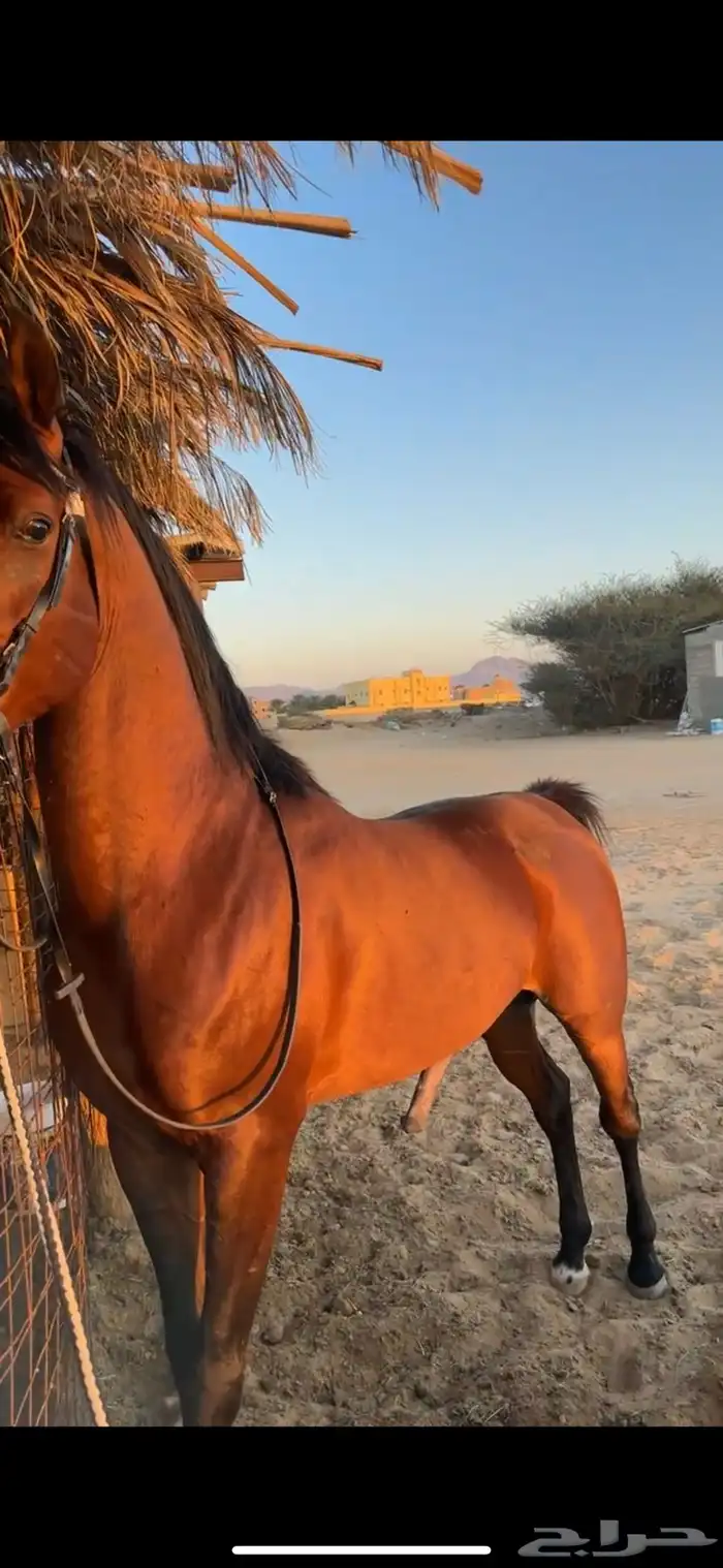حصان واهو ومعه اوراق والحصان بطل  والي يببي شخصيه وحراره 0