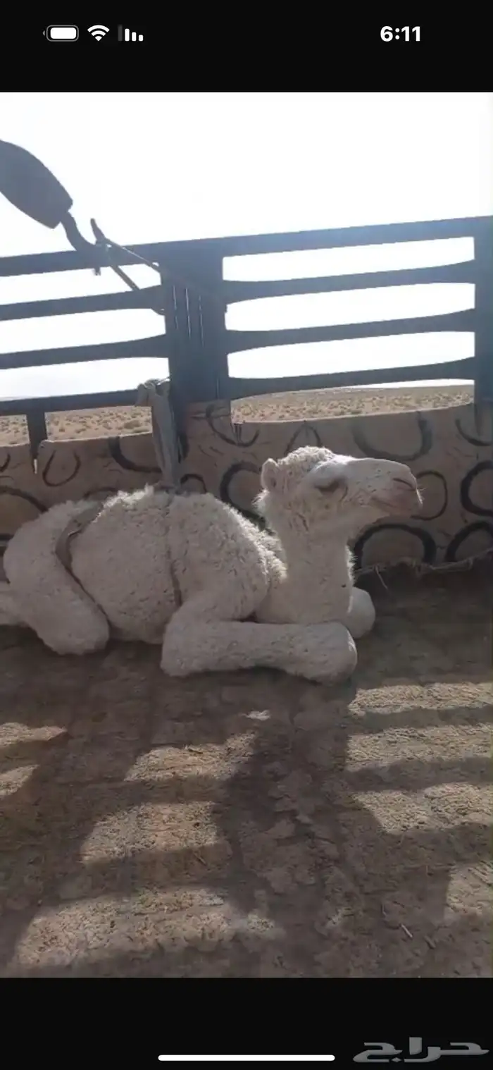 للبيع بكره مع خلفتها 1