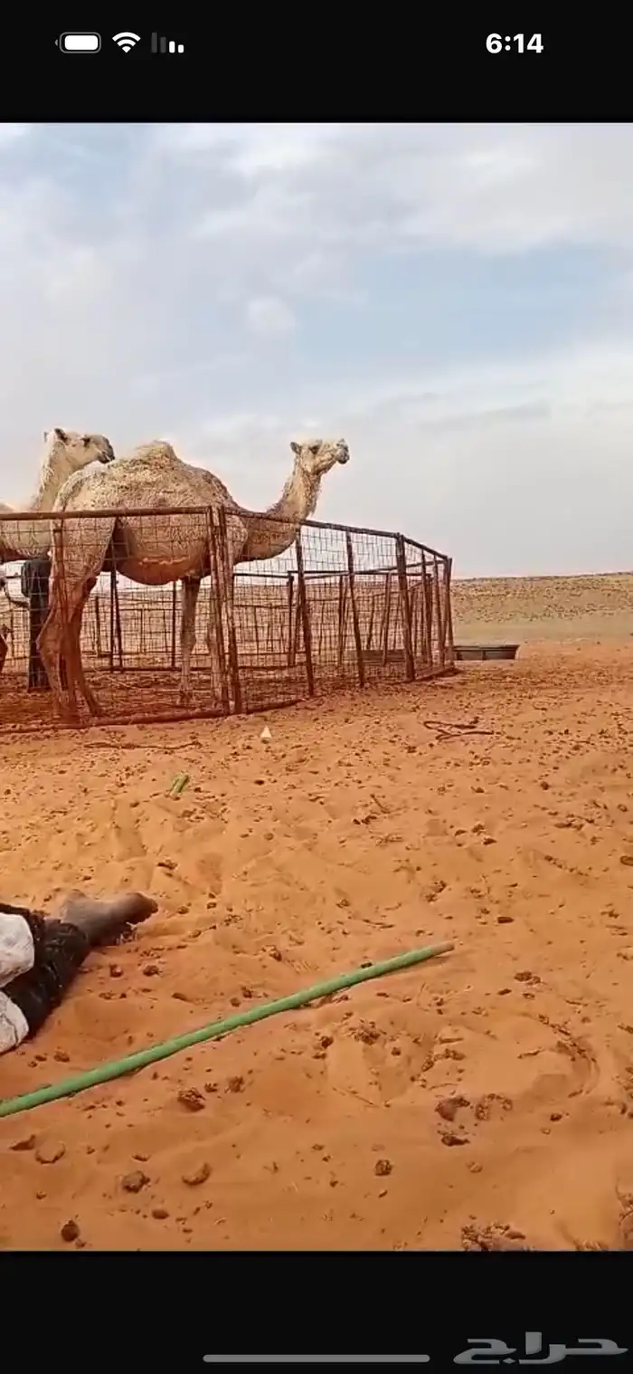 للبيع بكره مع خلفتها 5