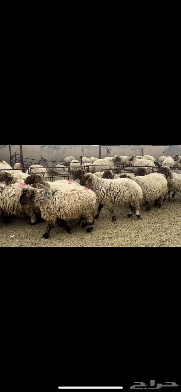 غنم نعيم دفيع 3