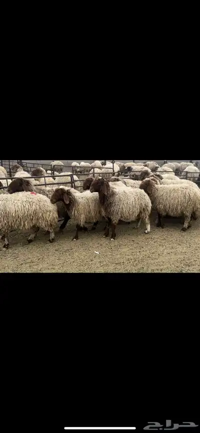 غنم نعيم دفيع 2