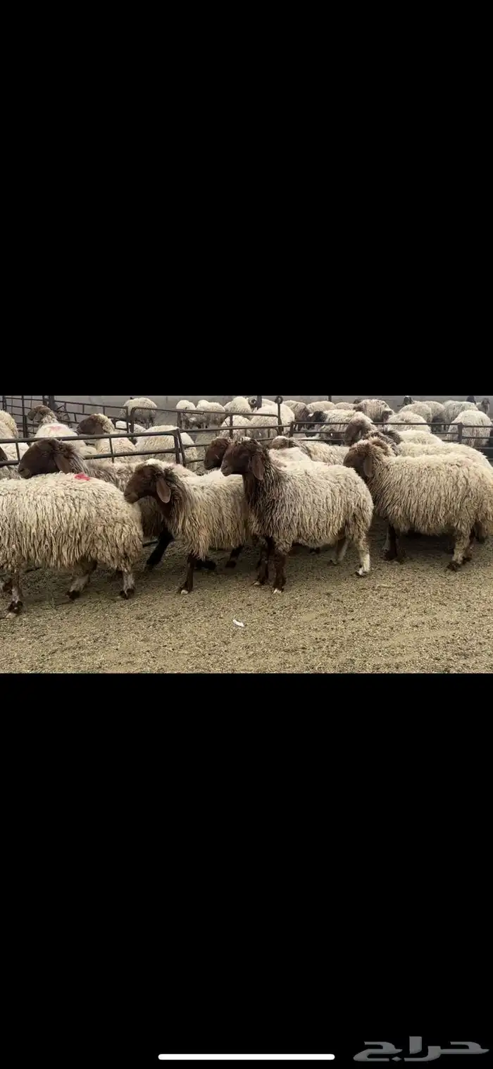 غنم نعيم دفيع 2