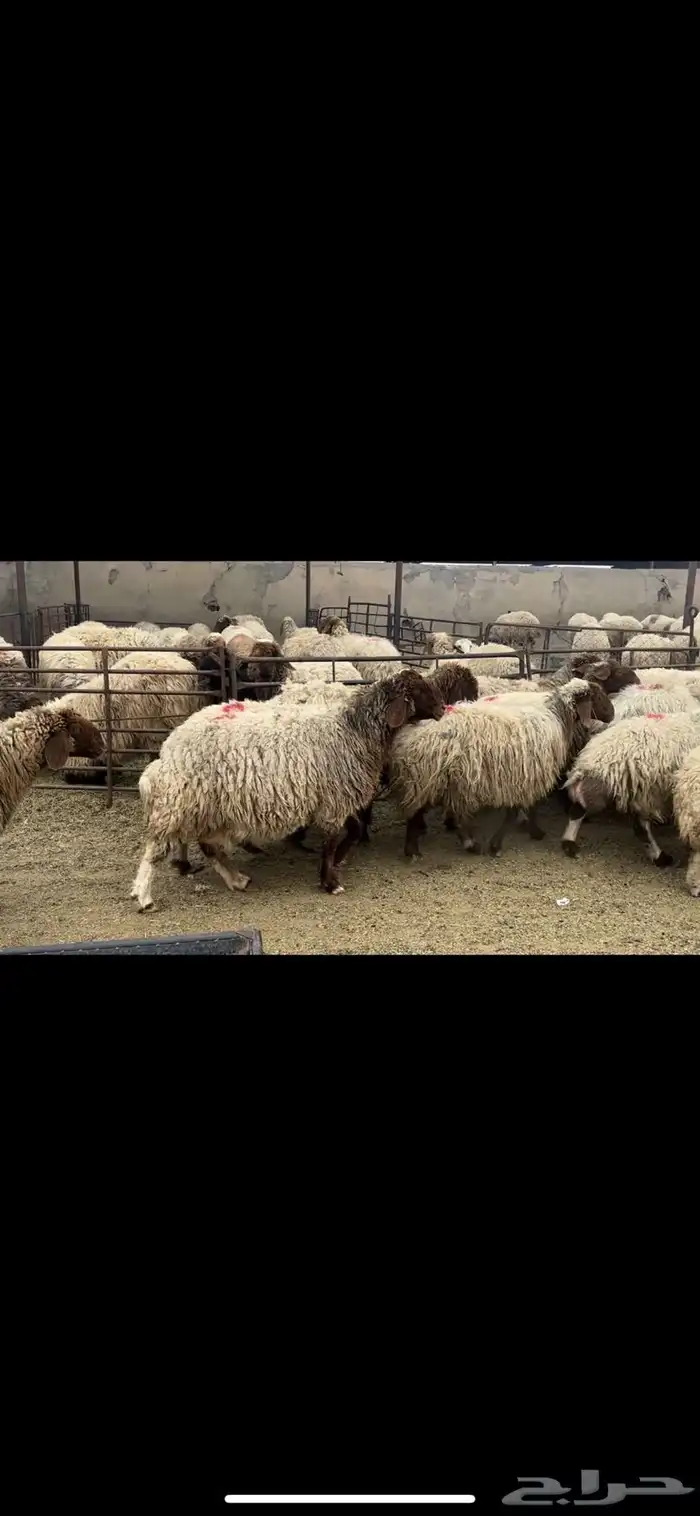 غنم نعيم دفيع 4