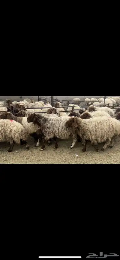 غنم نعيم دفيع 1