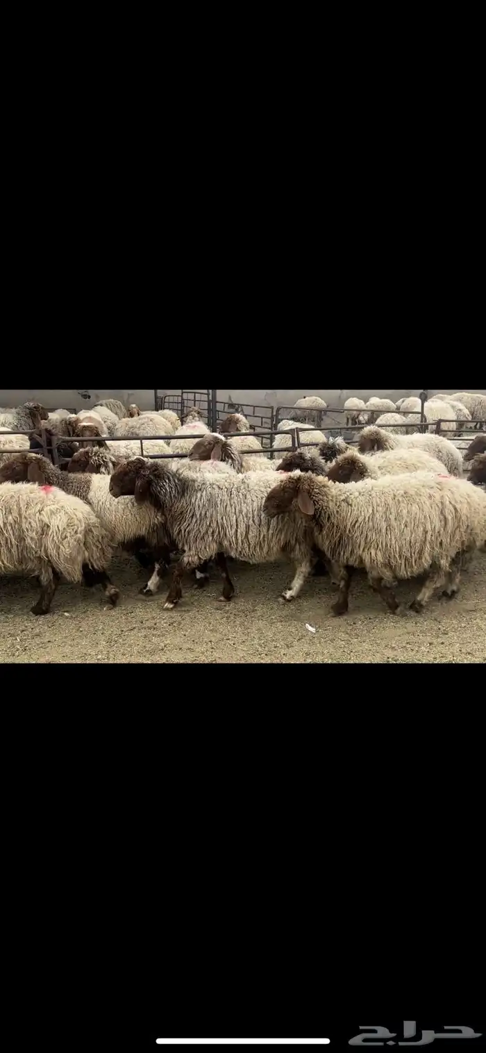 غنم نعيم دفيع 1