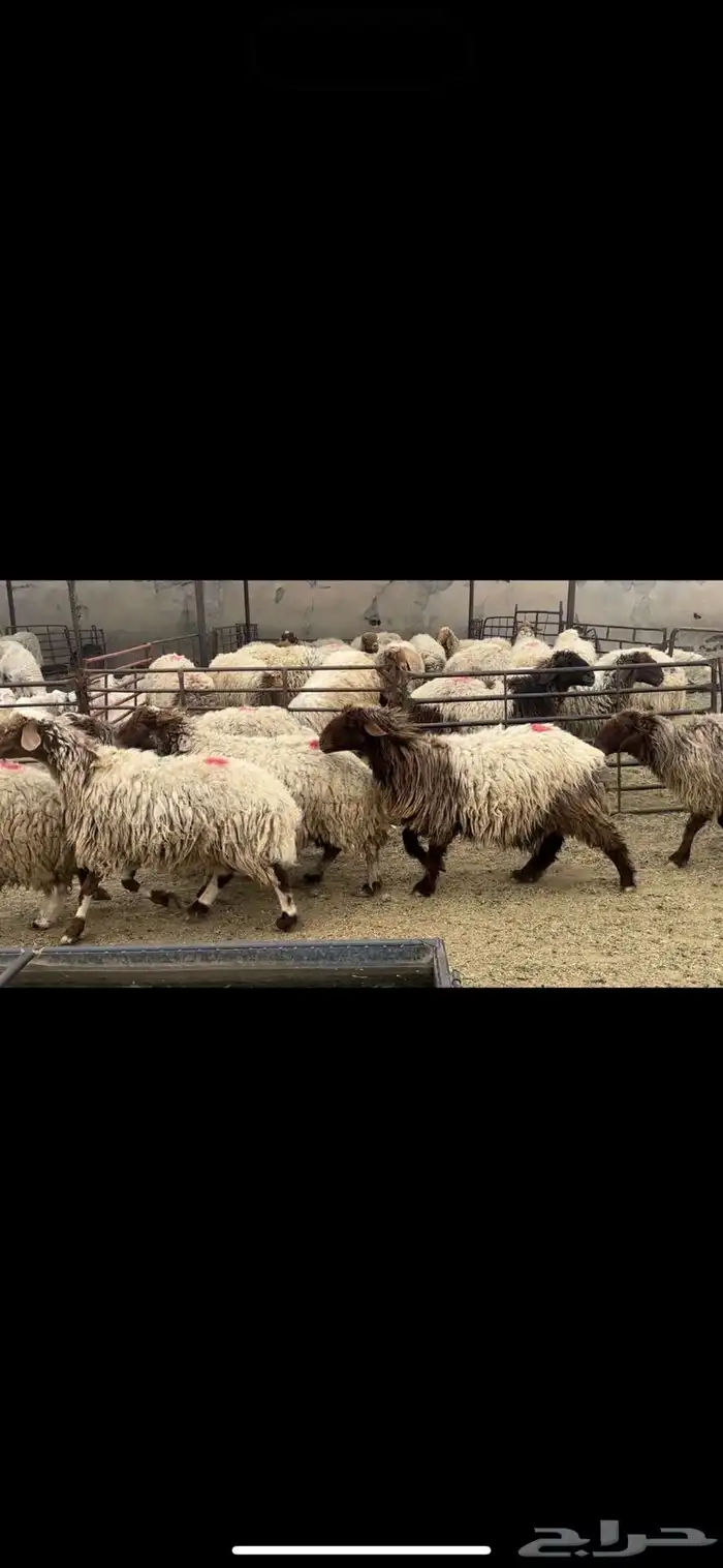 غنم نعيم دفيع 0