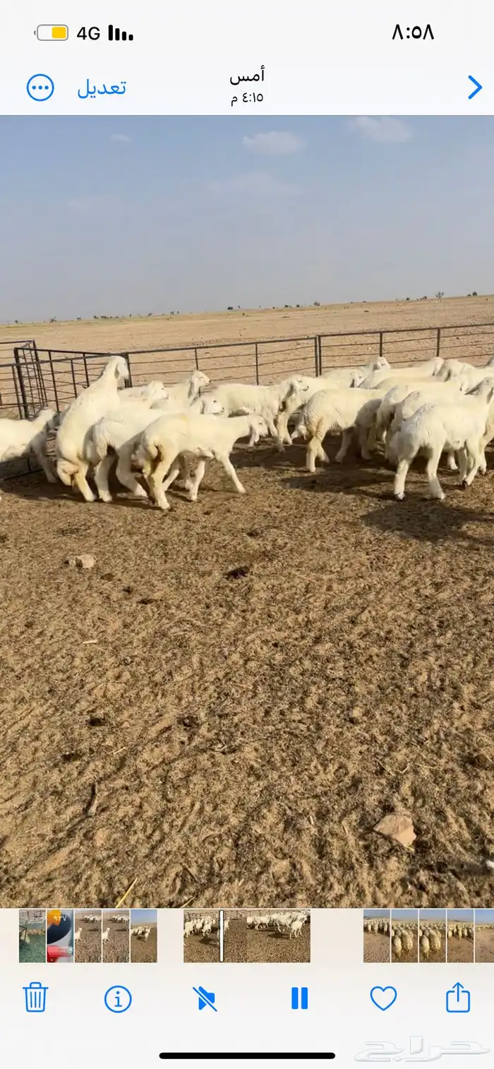 رخال مقنوي اعمارها 3 إلى 3 ونص 5