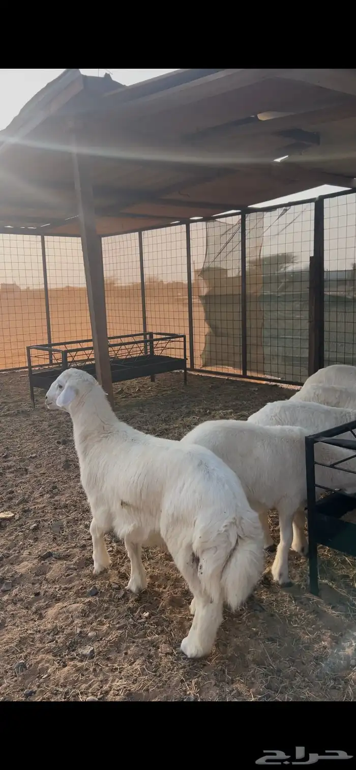 طليان حريه طيبه 1