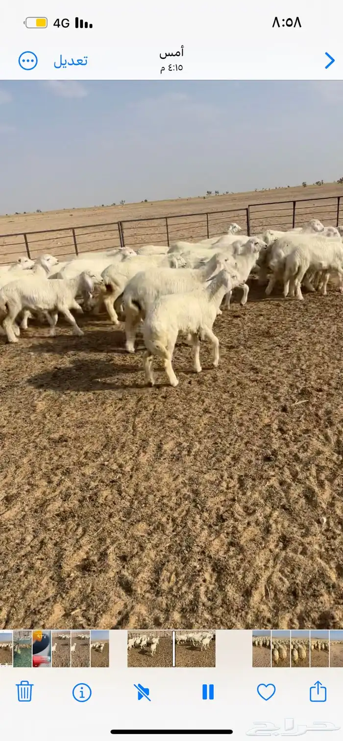 رخال مقنوي اعمارها 3 إلى 3 ونص 3
