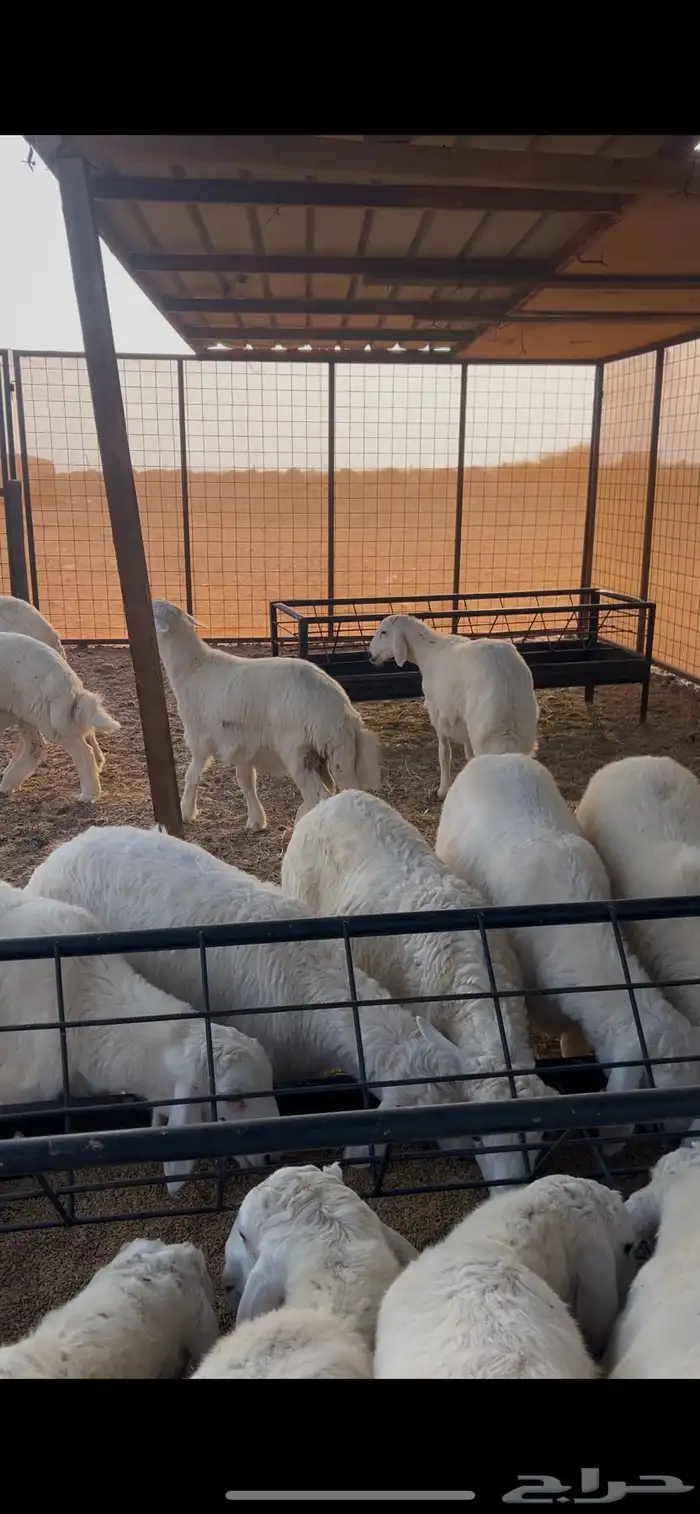 طليان حريه طيبه 3