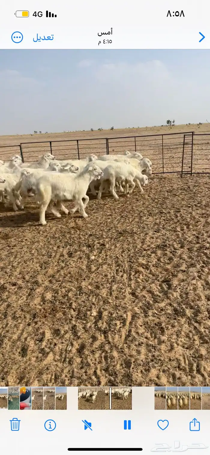 رخال مقنوي اعمارها 3 إلى 3 ونص 4