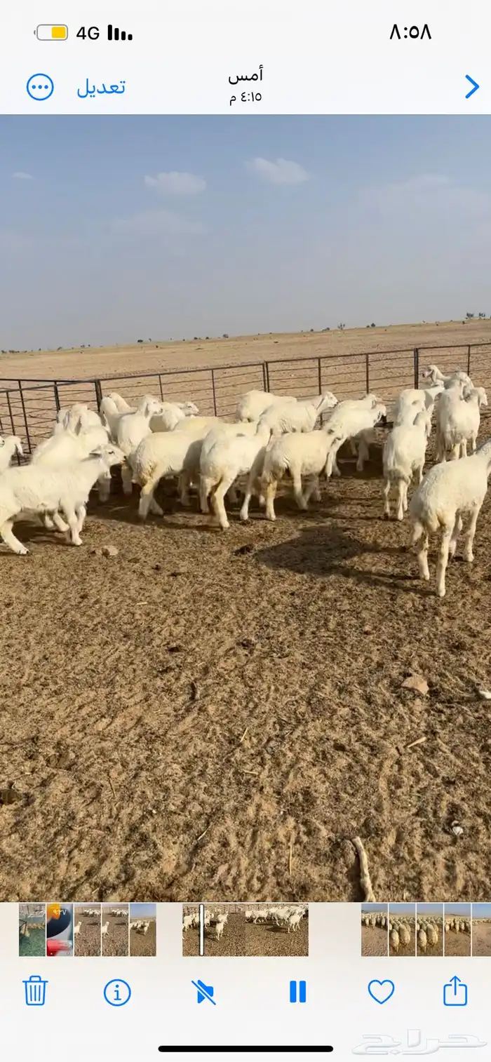 رخال مقنوي اعمارها 3 إلى 3 ونص 6
