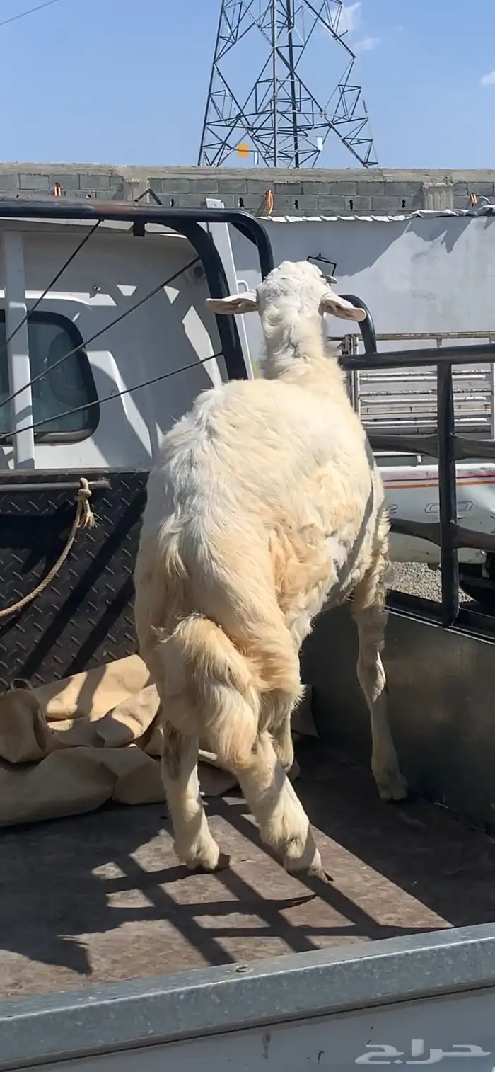 طلي حري جذع مشروع فحل 4