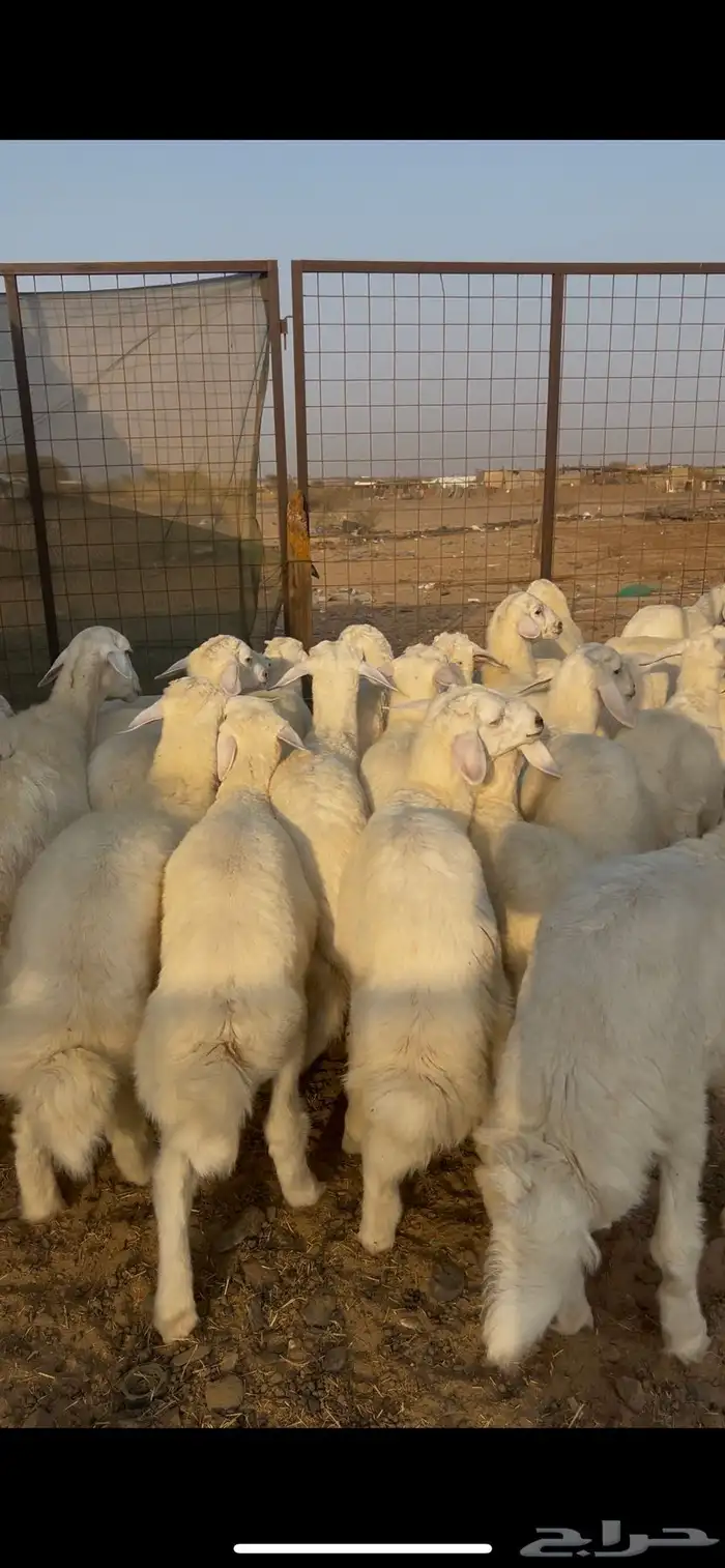 طليان حريه طيبه 0