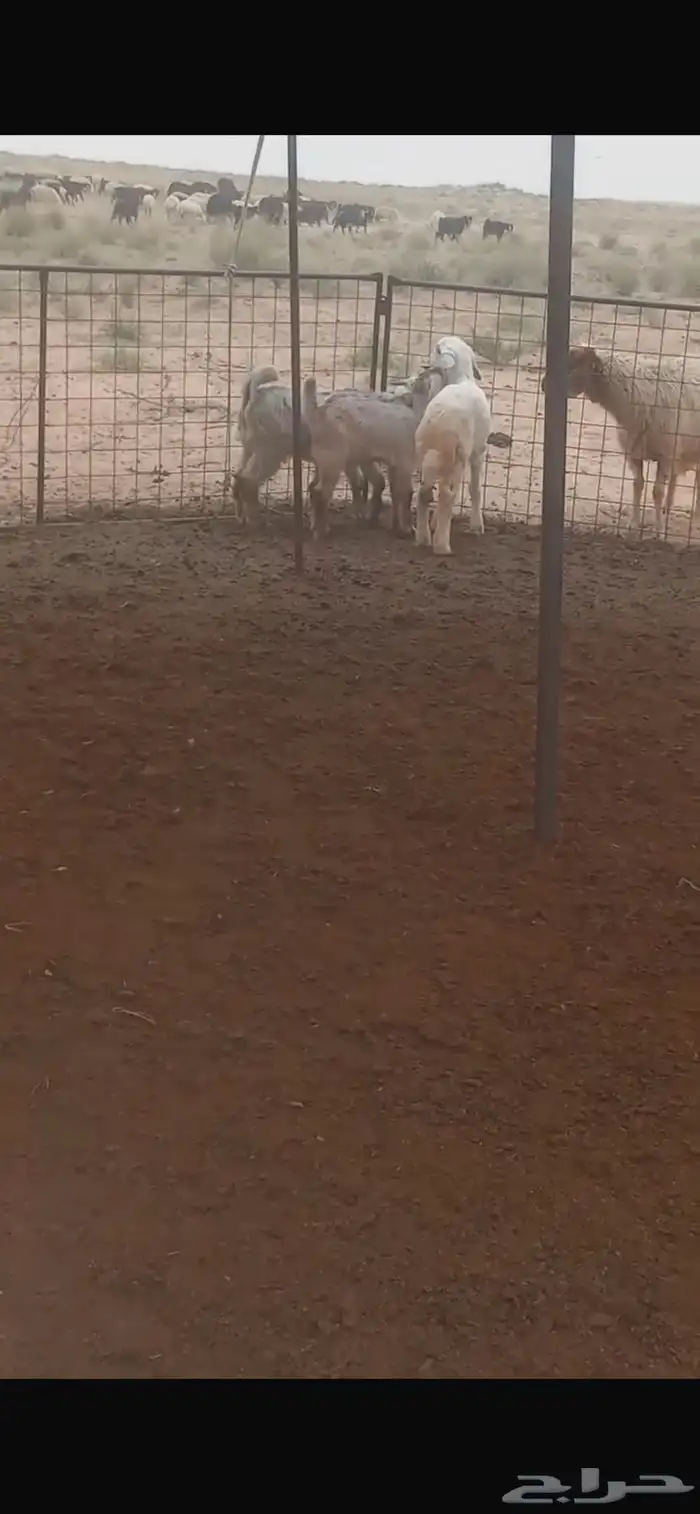 تيسين وخروف حري للبيع 4