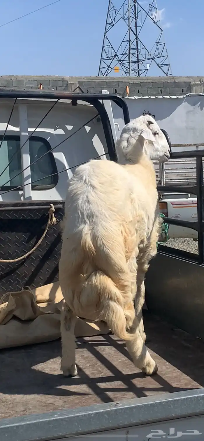 طلي حري جذع مشروع فحل 3