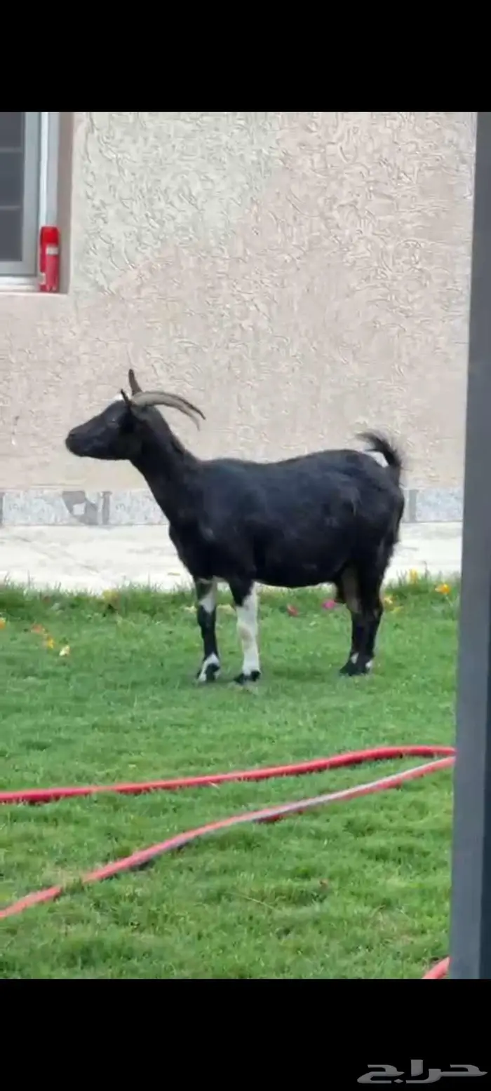 عنز معها تيس وجفرة 0