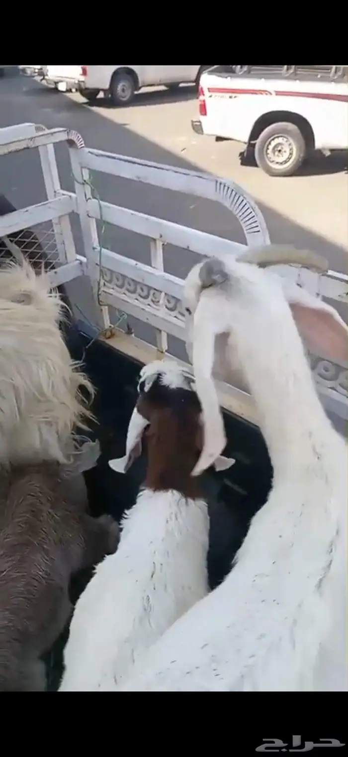 شاتين و ثلاثة تيوس 1