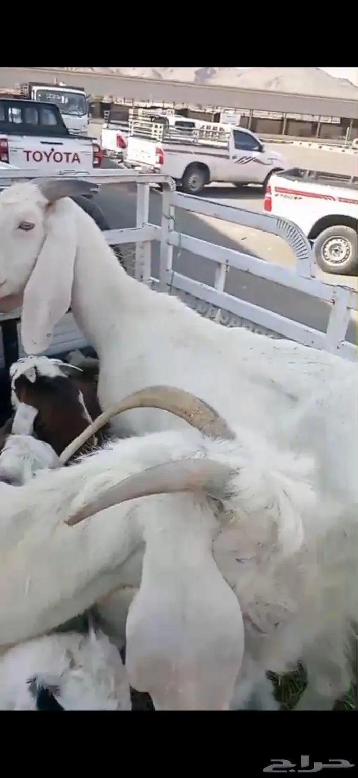 شاتين و ثلاثة تيوس 3