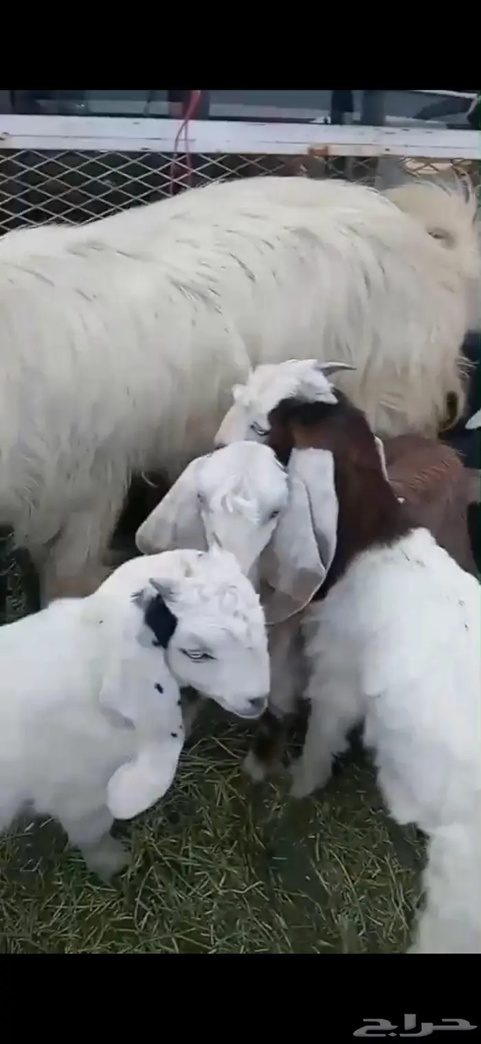 شاتين و ثلاثة تيوس 2