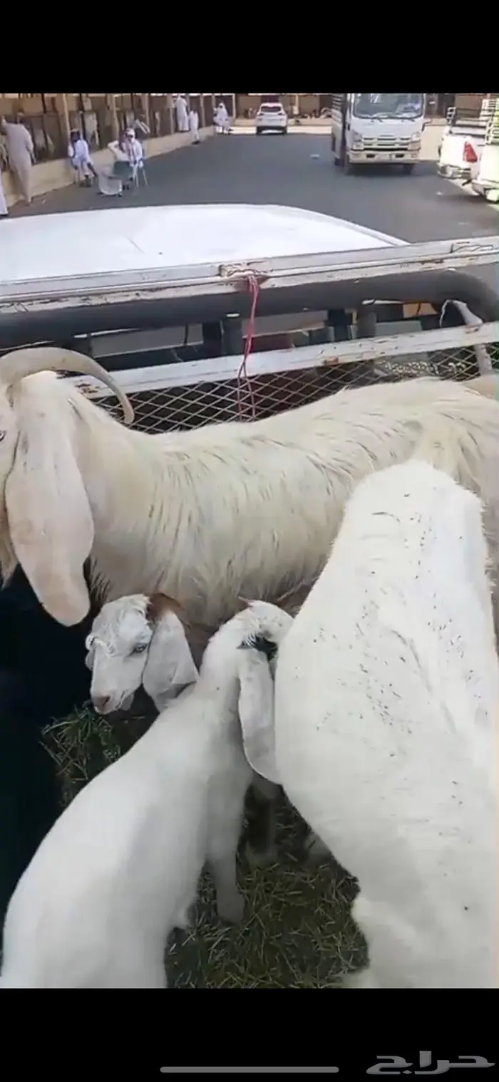 شاتين و ثلاثة تيوس 4