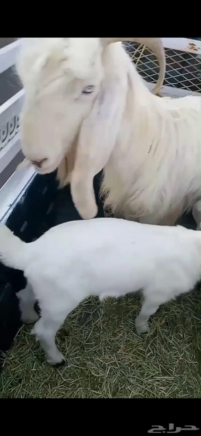 شاتين و ثلاثة تيوس 0