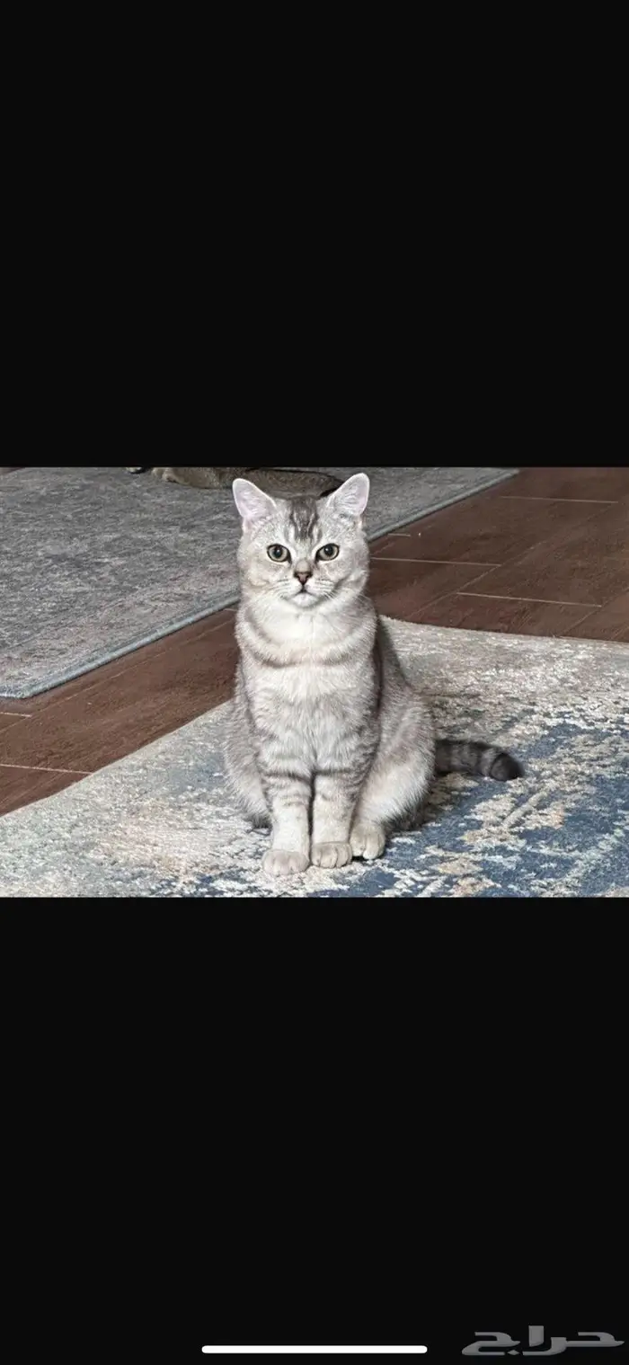 طلب تزاوج ذكر سكوتش ستريت شورت هاير 1
