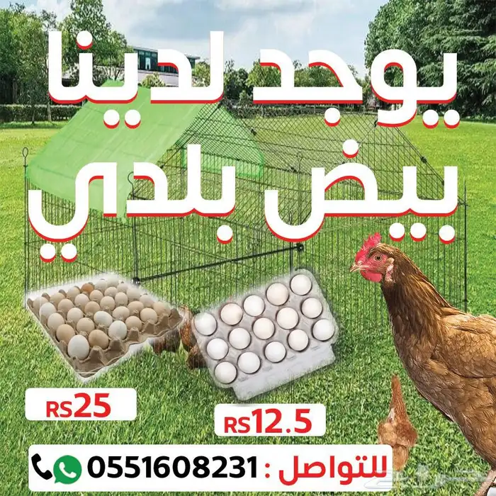 بيض بلدي 0