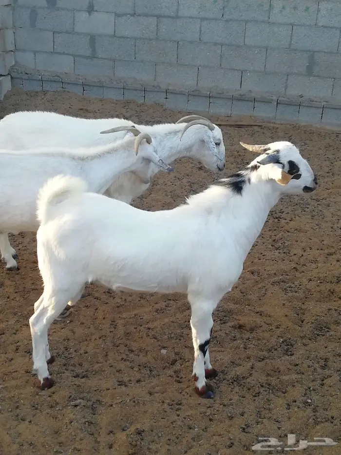 فرخ بيشي مكحل 6