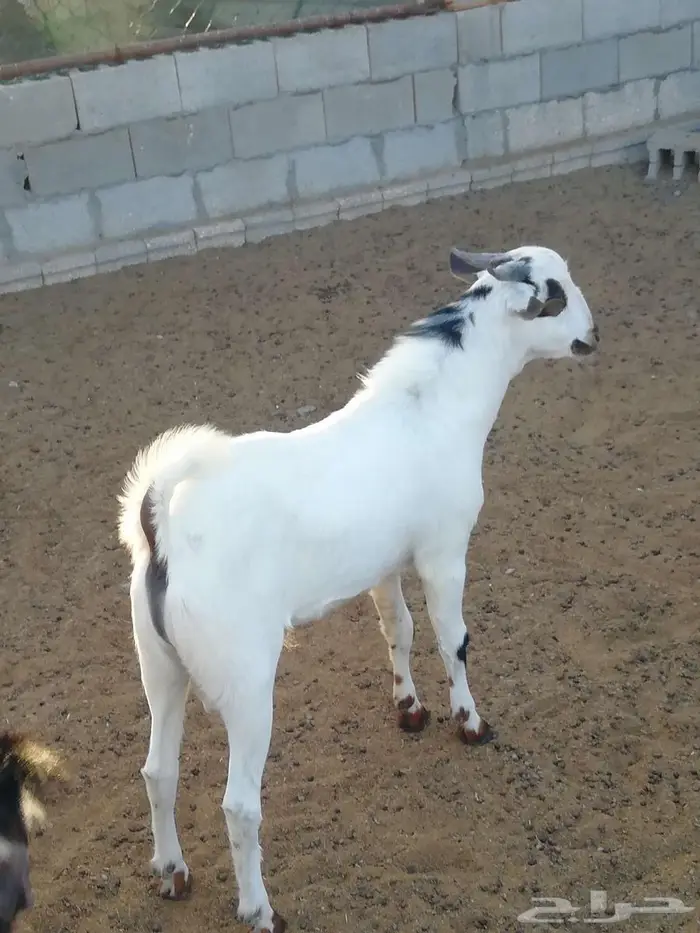 فرخ بيشي مكحل 4