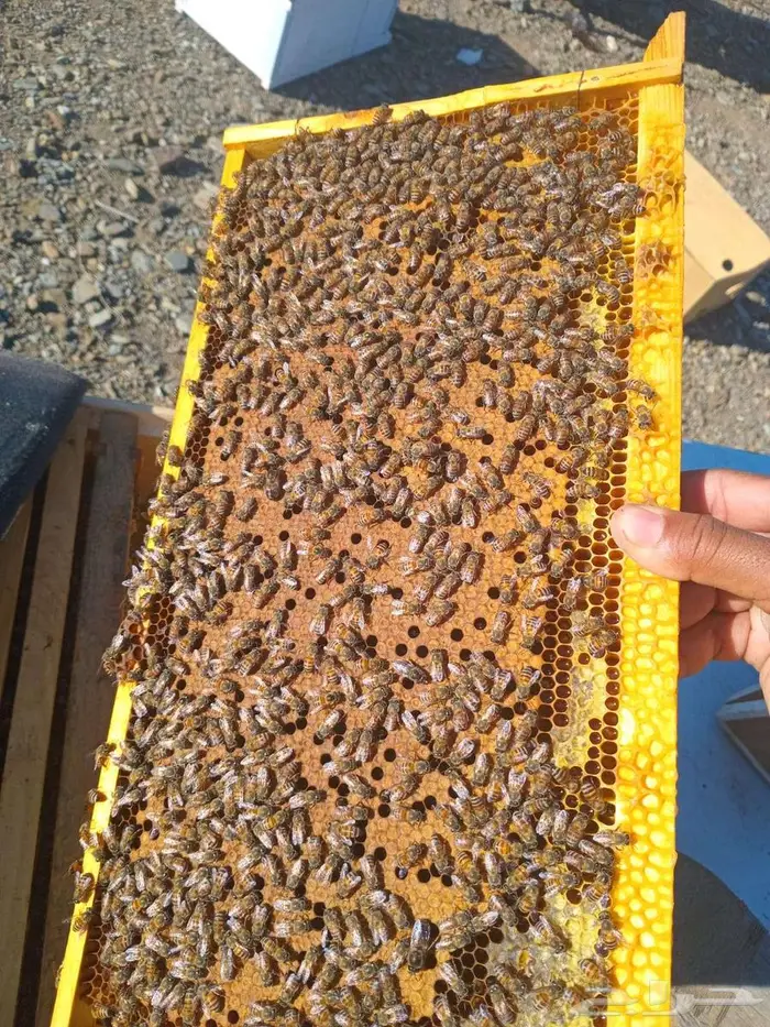 نحل افرنجي بلدي منتخب 0