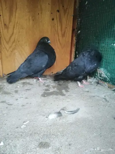 نفاخ اسباني 0