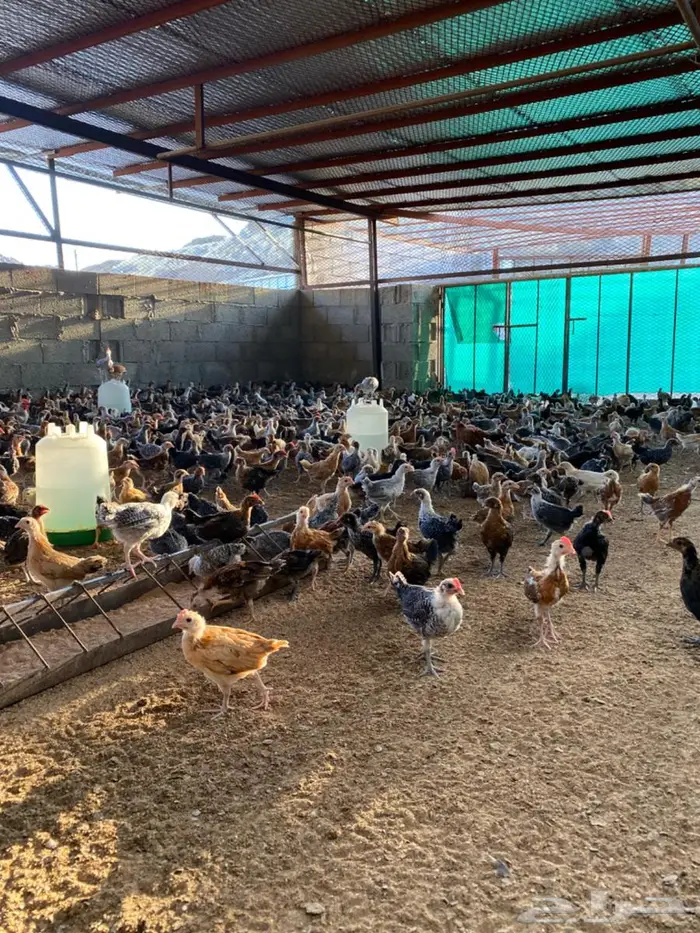 دجاج بلدي عمر شهر ونص 0