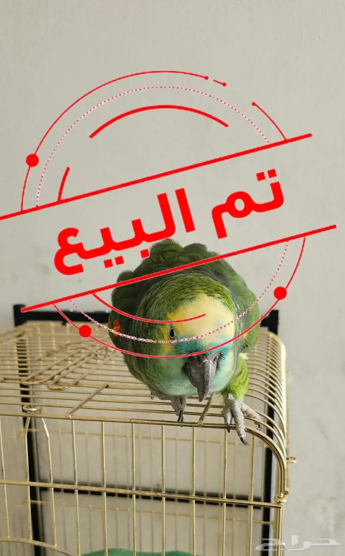 امزوني بلوفرينتد 0