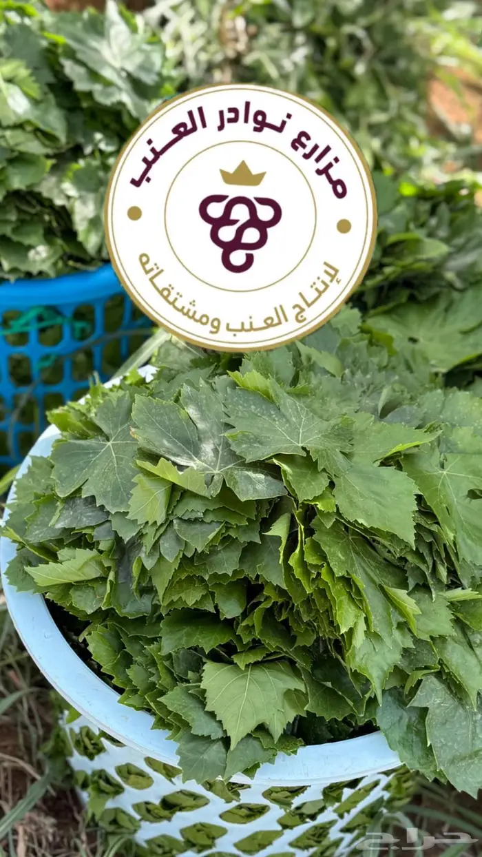ورق عنب اخضر طازج يومي 2