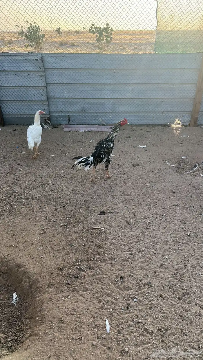 دجاج سندي بيور 6