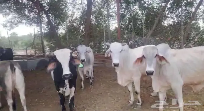 عجول للبيع 1