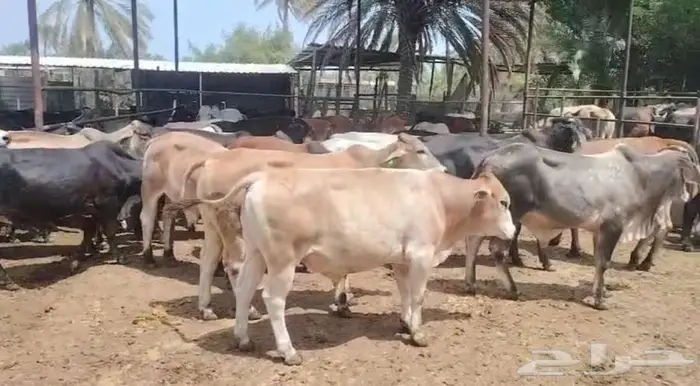 عجول للبيع 0