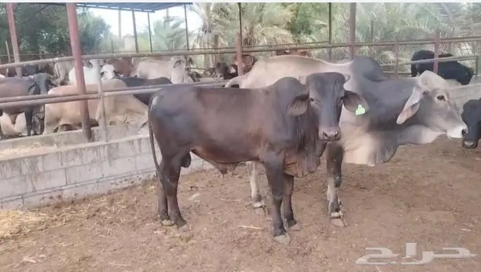 عجول للبيع 0