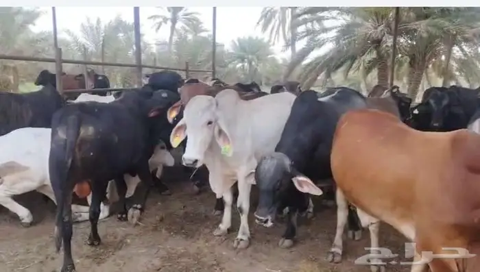 عجول للبيع 0
