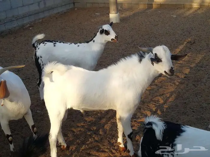 فرخ بيشي مكحل 1