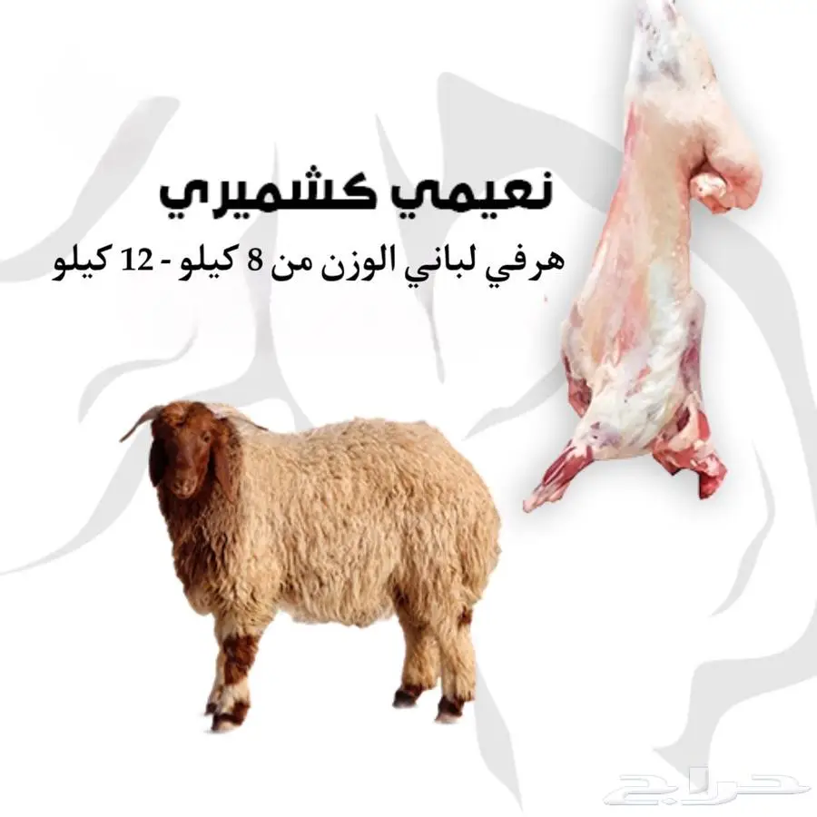 ذبائح نعيمي كشميري وصول رحله جديده 1
