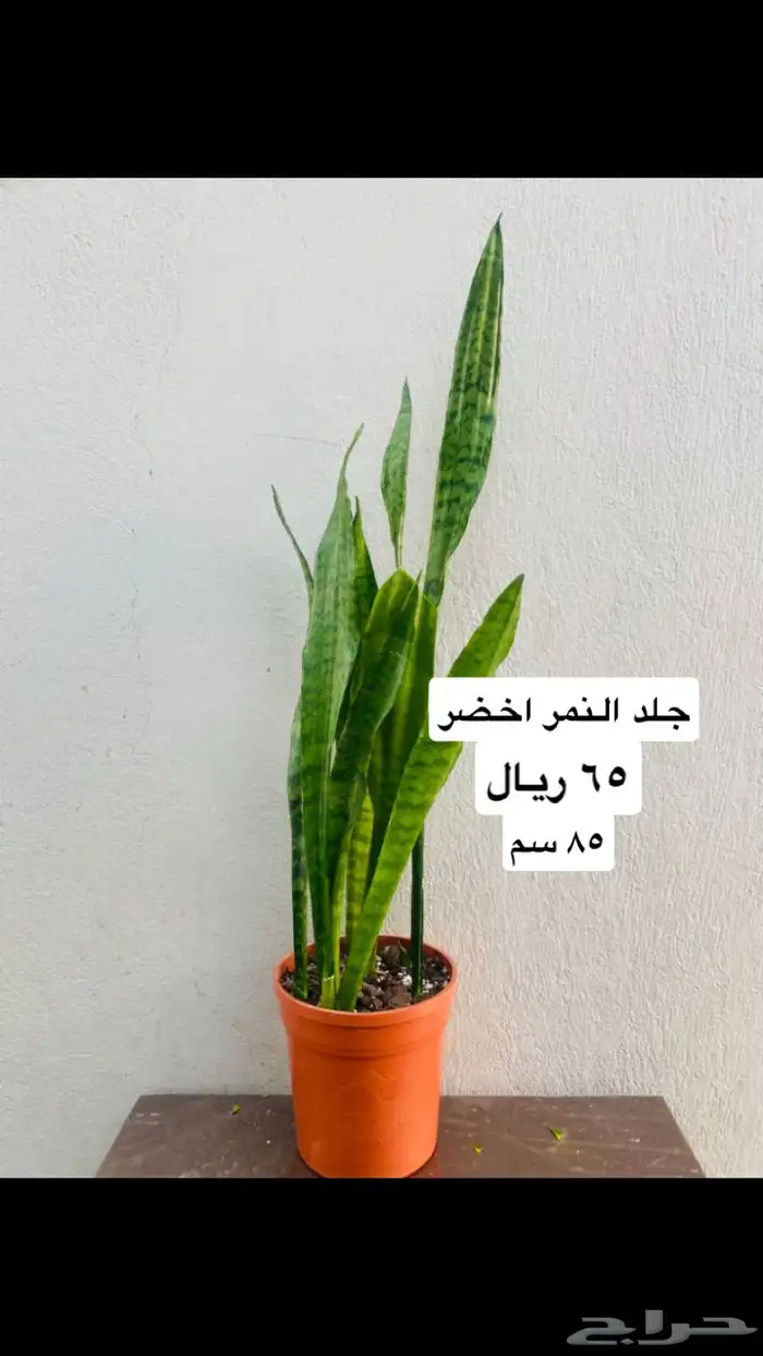 نباتات منوعه داخليه ونادره 6