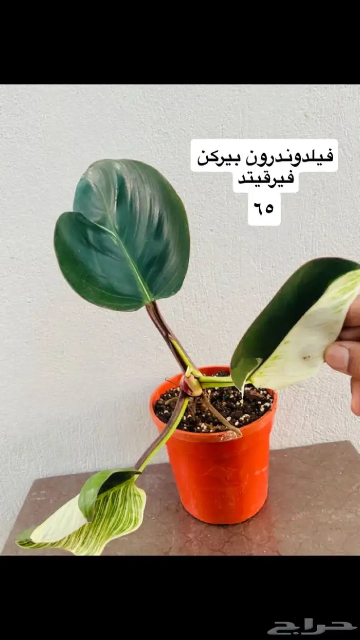 نباتات منوعه داخليه ونادره 4