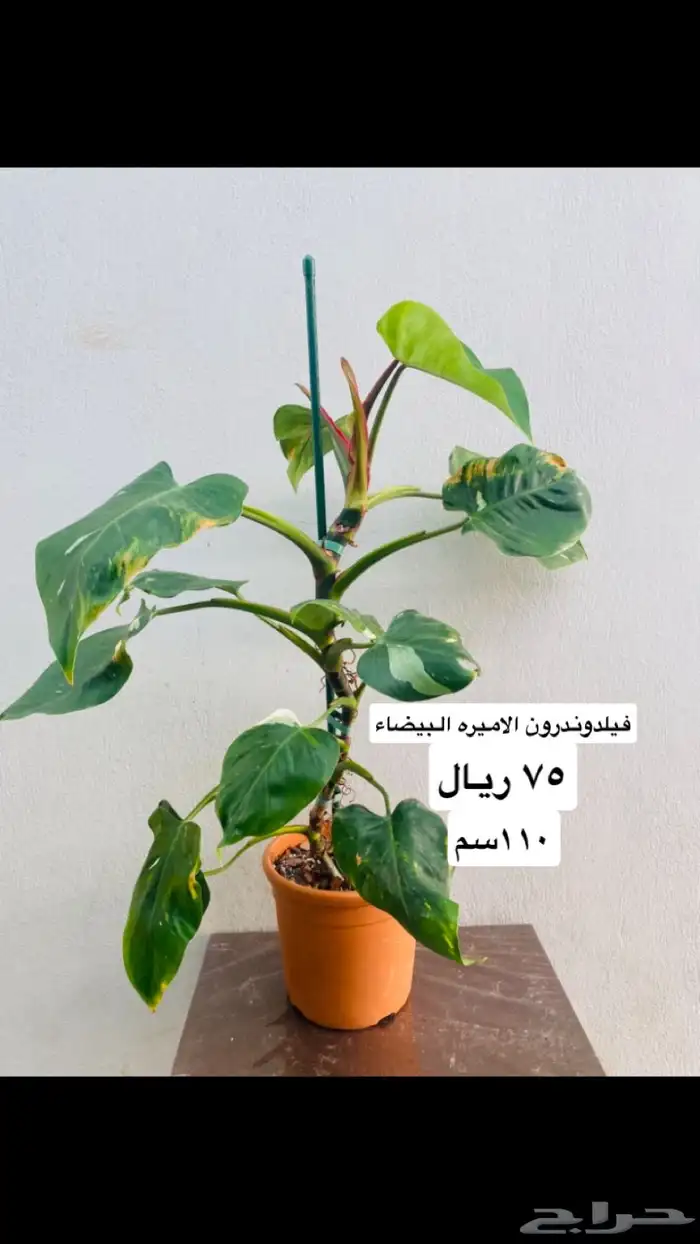 نباتات منوعه داخليه ونادره 7