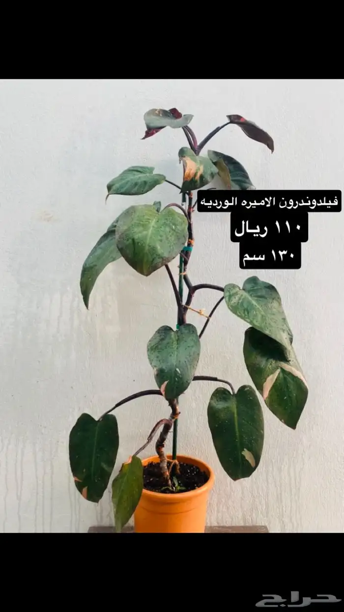 نباتات منوعه داخليه ونادره 8