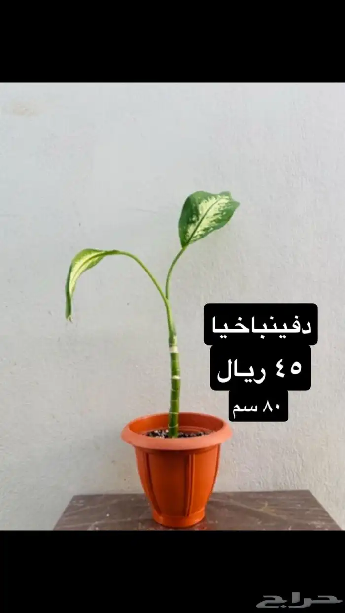 نباتات منوعه داخليه ونادره 10